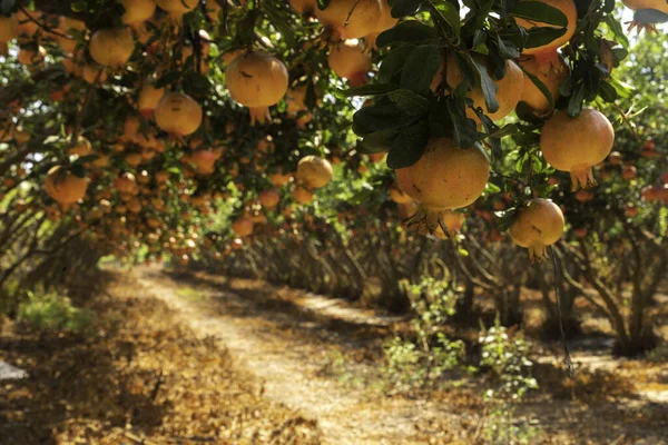 Vista Del Huerto Con Granados Con Granadas Inmaduras Las Ramas — Foto de Stock