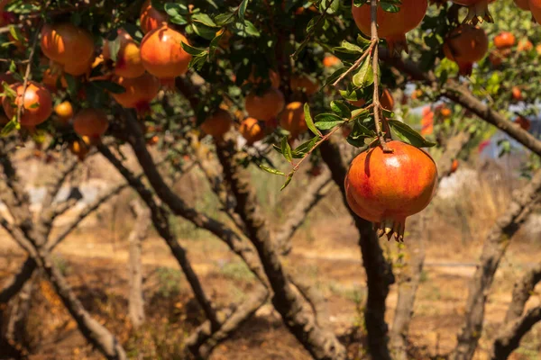 望那枝条上有未成熟石榴的石榴树的果园 有选择的重点 以色列 — 图库照片