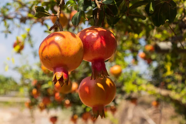 View of the orchard with pomegranate trees with unripe pomegranates on the branches. Selective focus. Israel