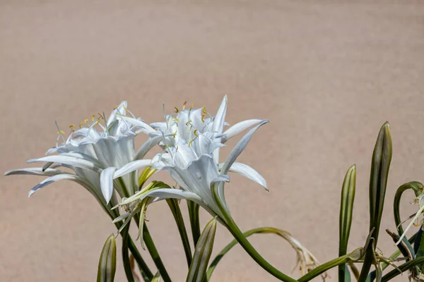 Delicadas flores blancas Sharons lirio, narciso de mar, lirio de arena primer plano. Israel —  Fotos de Stock