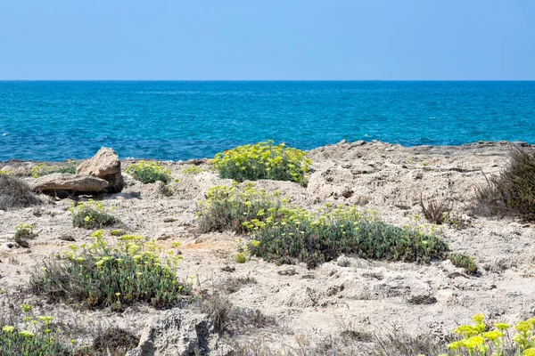 地中海の砂浜に咲くキンモクセイの花を間近で見ることができます。イスラエル — ストック写真