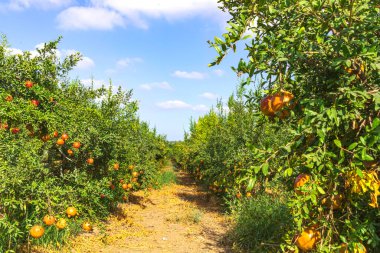 Dalları olgun meyvelerle dolu sıra sıra ağaçlarla dolu nar bahçeleri. İsrail