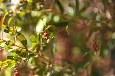 Küçük olgun nar meyvesi, yeşil yaprakların bulanık arka planına kapanıyor.