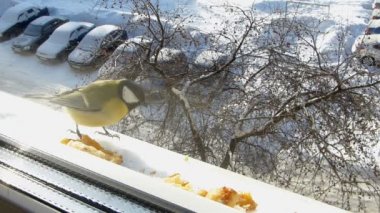 Pencerenin altında baştankara