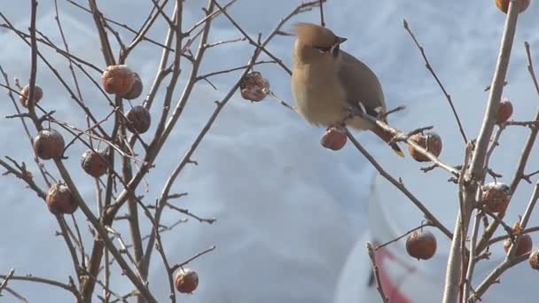 Waxwing harapás Alma — Stock videók