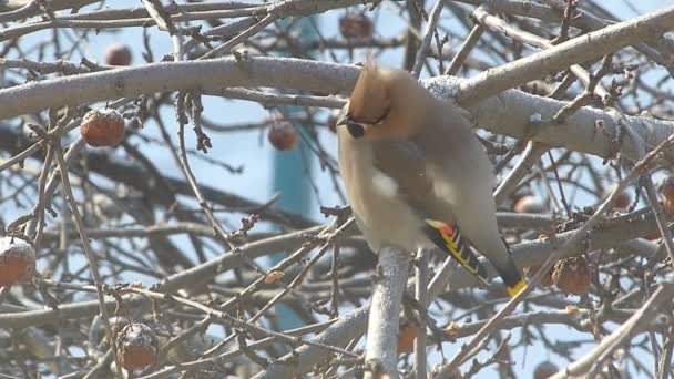 Waxwing κάθεται στα κλαδιά των δέντρων μηλιάς — Αρχείο Βίντεο