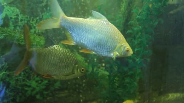 Peces dorados en el acuario — Vídeo de stock