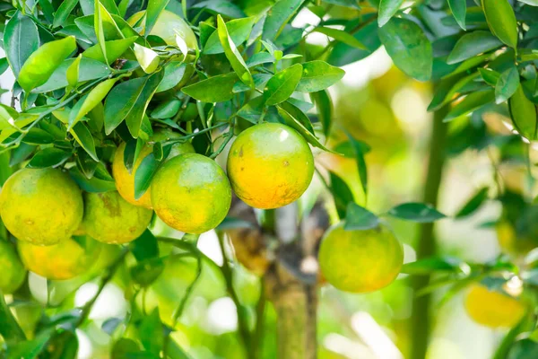 Orange plantation in garden