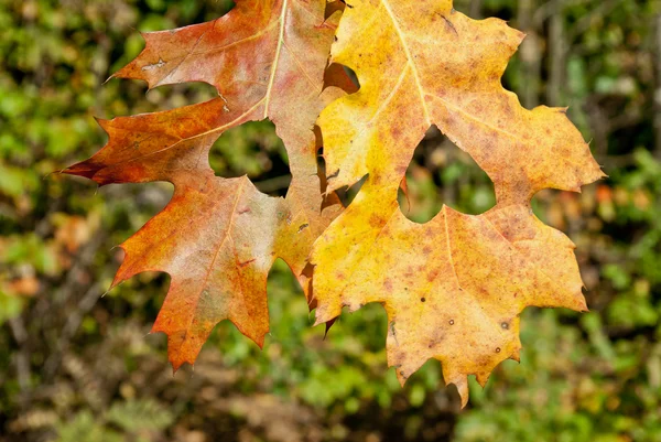 Autumn love — Stock Photo, Image