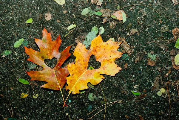 Autumn love — Stock Photo, Image