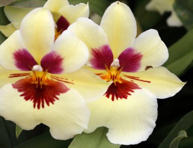 güzel Viola tricolour