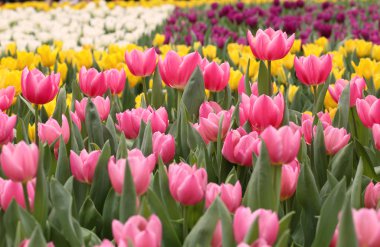 Baharda renkli laleler