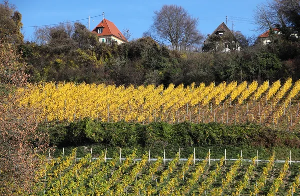 Vineyard of Meersburg — Stock Photo, Image