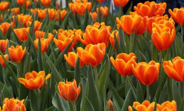 orange tulip çiçek açan güzel