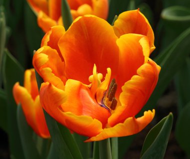 güzel orange tulip