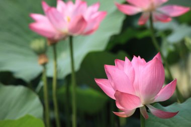 çiçek açan lotus çiçeği 