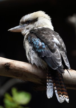 ahmak kuş gülüyor