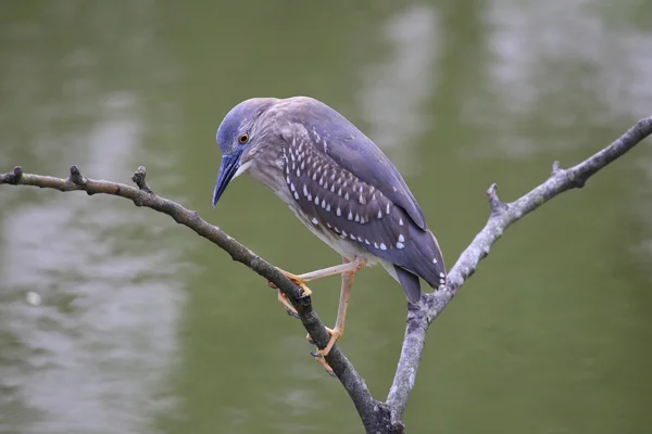 Zwarte kroonnachtreiger — Stockfoto