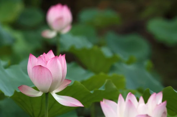 Fleur de lotus en fleurs — Photo