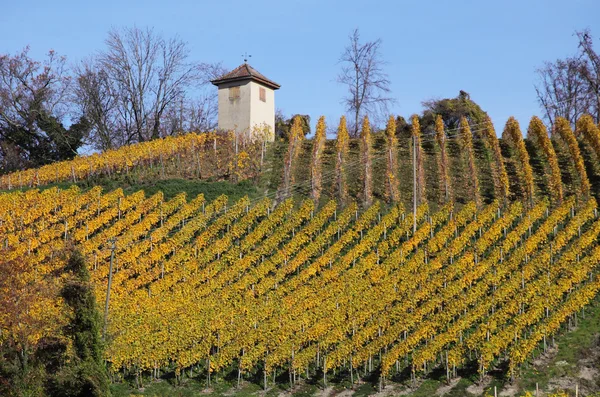Vineyard of Meersburg — Stock Photo, Image