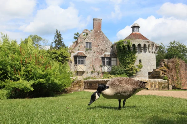 Gans en tuin in Kent — Stockfoto