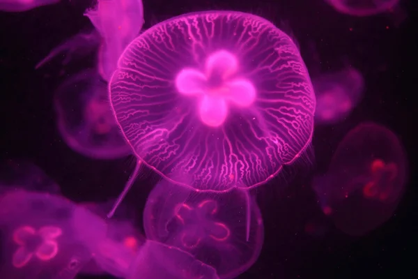 Wonderful sea jellies — Stock Photo, Image