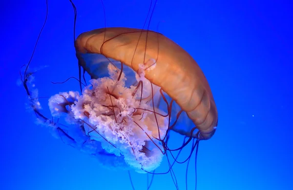 Meravigliose gelatine di mare — Foto Stock