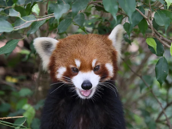 Schöner roter Panda — Stockfoto