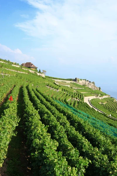 Vineyard Terraces Lavaux Switzerland Unesco World Heritage Site — Stock Photo, Image