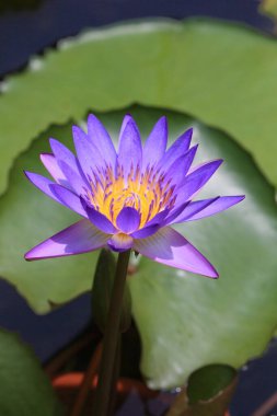 Çin bahçesinde mor bir zambak.