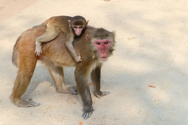 Mother Baby Monkeys Hong Kong Stock Photo