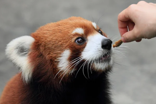 小熊猫被喂食 — 图库照片