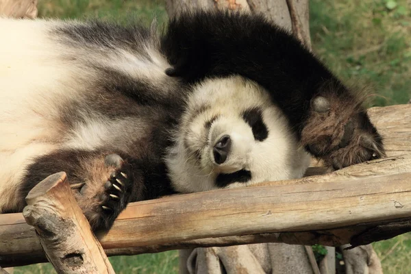休息的熊猫 — 图库照片