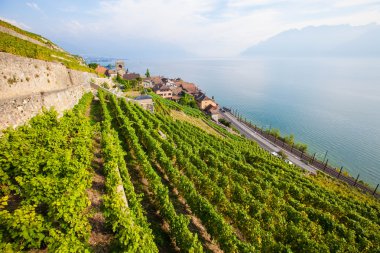 İsviçre 'deki Lavaux üzüm bağları