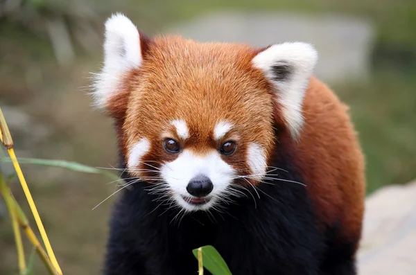 Feliz panda rojo — Foto de Stock