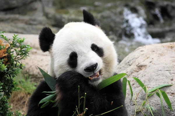 Śliczny pandy — Zdjęcie stockowe