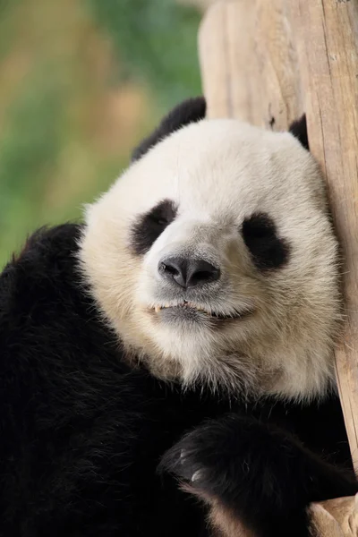 Panda relaxante no parque de Hong Kong — Fotografia de Stock