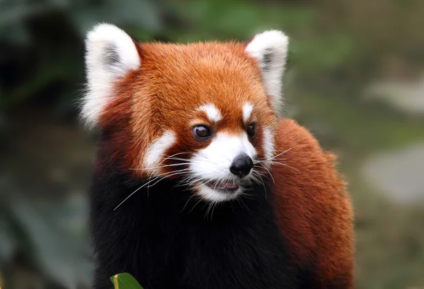 Adorável panda vermelho — Fotografia de Stock