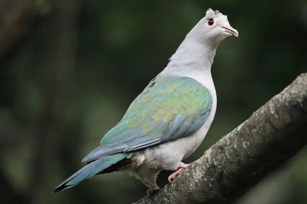 Joli Pigeon Impérial Vert — Photo