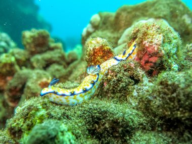 Renkli deniz tavşan