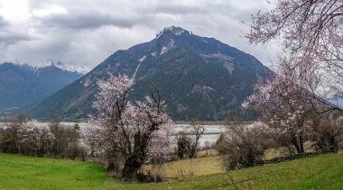 vahşi Tibet şeftali çiçekleri 