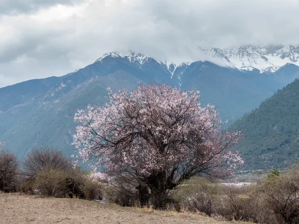 野生のチベットの桃の花 — ストック写真