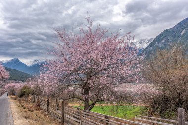 vahşi Tibet şeftali çiçekleri 