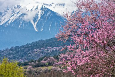vahşi Tibet şeftali çiçekleri 