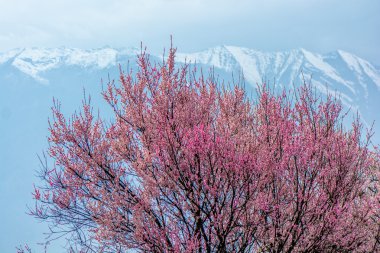 vahşi Tibet şeftali çiçekleri 
