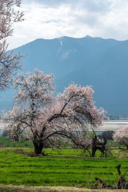vahşi Tibet şeftali çiçekleri 