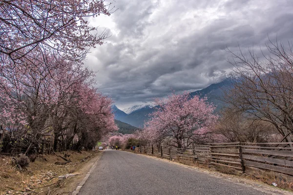 Road in wild tibetan peach blossoms — Stock Photo, Image