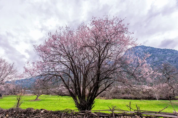Vilda tibetanska persikoträd i blom — Stockfoto