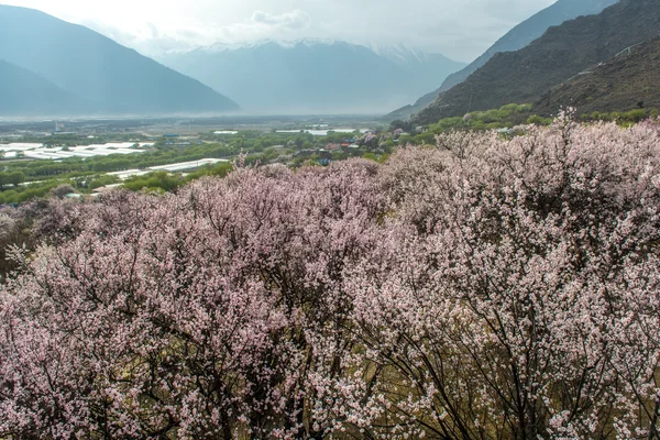 Wild tibetan peach blossoms — Stock Photo, Image