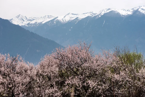 野生のチベットの桃の花 — ストック写真